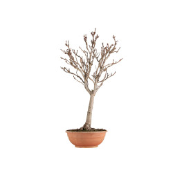 Aesculus hippocastanum - B5502