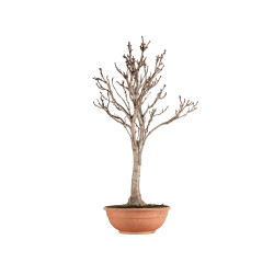 Aesculus hippocastanum - B5502