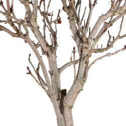 Aesculus hippocastanum - B5502