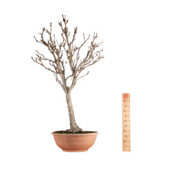 Aesculus hippocastanum - B5502