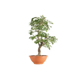 Fraxinus spp. - B5503