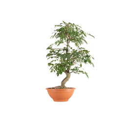 Fraxinus spp. - B5503