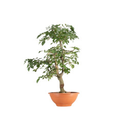 Fraxinus spp. - B5503