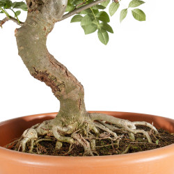 Fraxinus spp. - B5503