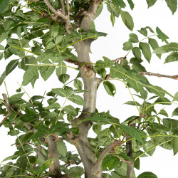 Fraxinus spp. - B5503