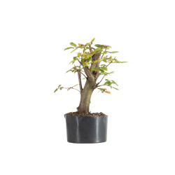 Carpinus betulus - B5505