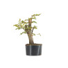 Carpinus betulus - B5505