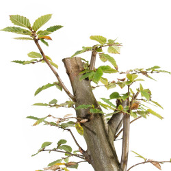 Carpinus betulus - B5505