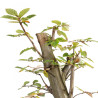 Carpinus betulus - B5505