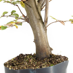 Carpinus betulus - B5505