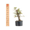 Carpinus betulus - B5505