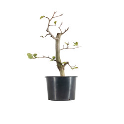 Fagus sylvatica - B5509