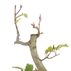 Fagus sylvatica - B5509