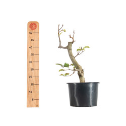 Fagus sylvatica - B5509