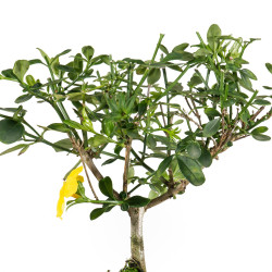 Jasminum Nudiflorum - Mini...