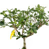 Jasminum Nudiflorum - Mini Bonsai