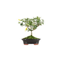 Jasminum Nudiflorum - Mini Bonsai