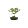 Jasminum Nudiflorum - Mini Bonsai