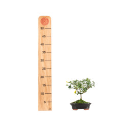 Jasminum Nudiflorum - Mini Bonsai