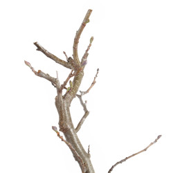 Alnus glutinosa - B5510