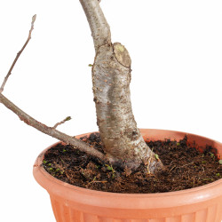 Alnus glutinosa - B5510