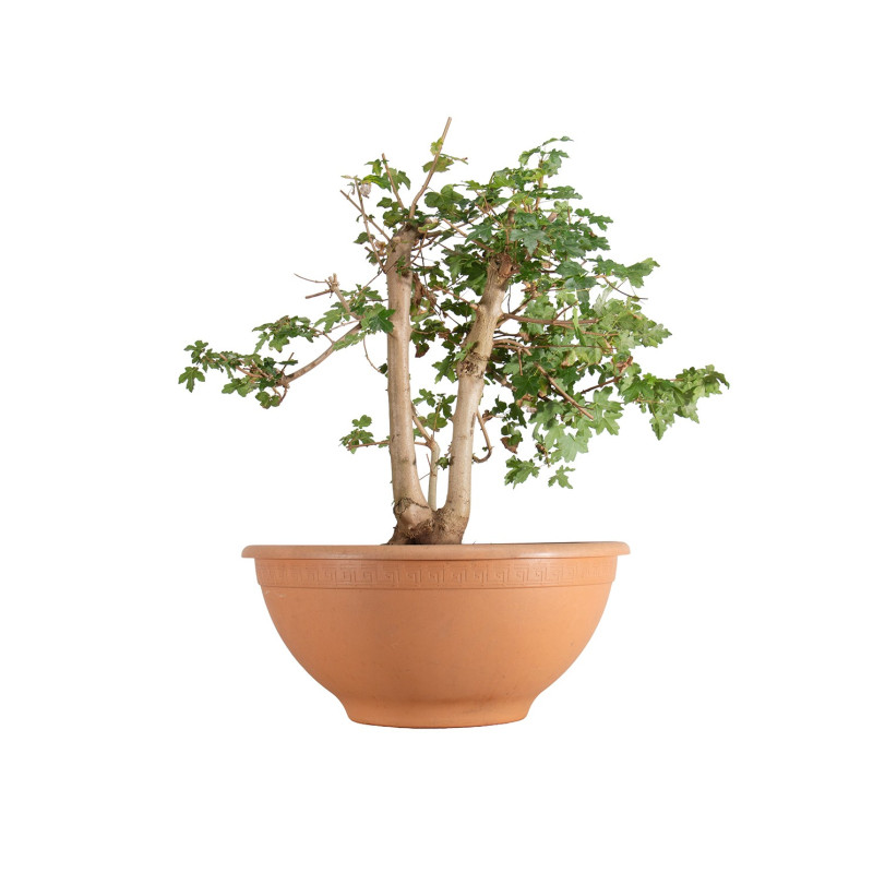 Acer campestris - B5511