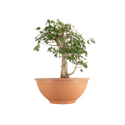 Acer campestris - B5511