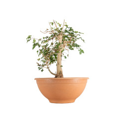 Acer campestris - B5511