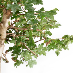 Acer campestris - B5511