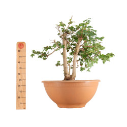 Acer campestris - B5511