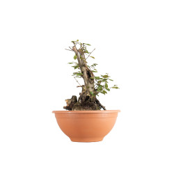 Carpinus betulus - B5512