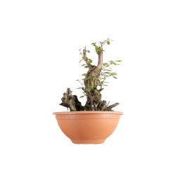 Carpinus betulus - B5512