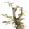 Carpinus betulus - B5512