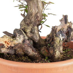 Carpinus betulus - B5512