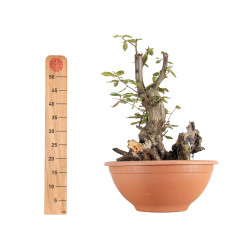 Carpinus betulus - B5512