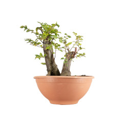 Carpinus betulus - B5513