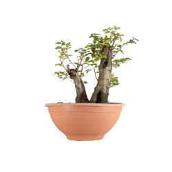 Carpinus betulus - B5513