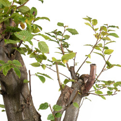 Carpinus betulus - B5513