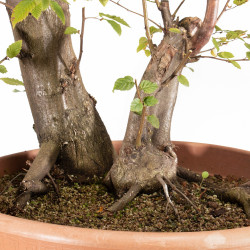 Carpinus betulus - B5513