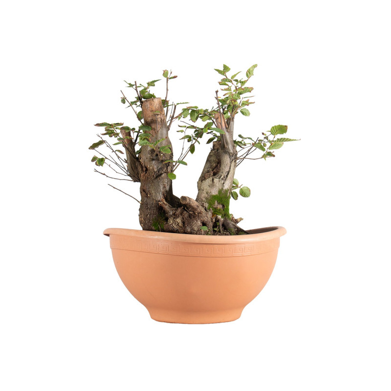 Carpinus betulus - B5514