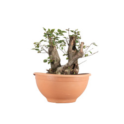 Carpinus betulus - B5514