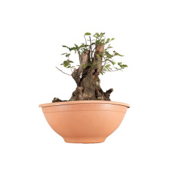 Carpinus betulus - B5514