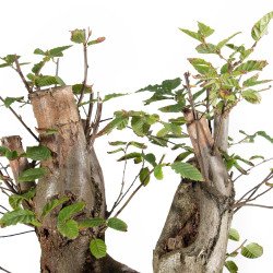 Carpinus betulus - B5514