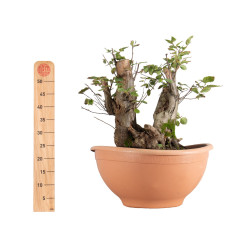 Carpinus betulus - B5514