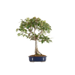 Zelkova serrata - B5517