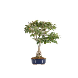 Zelkova serrata - B5517