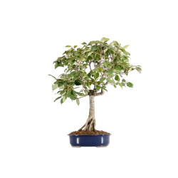 Zelkova serrata - B5517