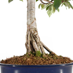 Zelkova serrata - B5517