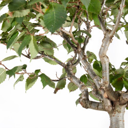 Zelkova serrata - B5517