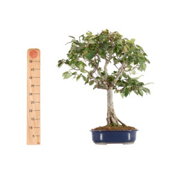 Zelkova serrata - B5517